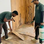 Pest Control Services in Electronic City – What I’ve Seen Living Here